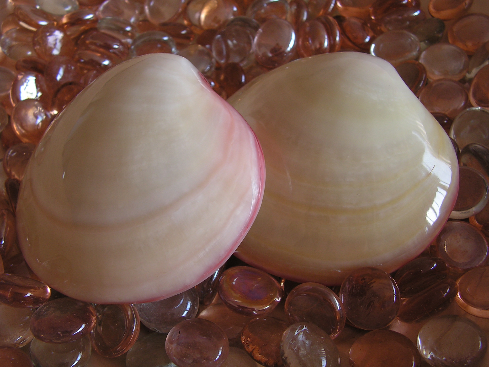 Wellness Ecke Elmshorn - Lava Shells